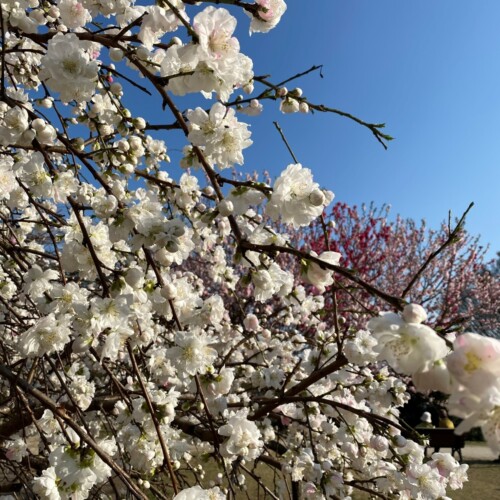 高野山桃山公園のゲンペイモモ