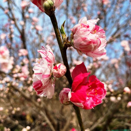 高野山桃山公園のゲンペイモモ