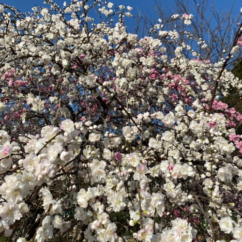 高野山桃山公園のゲンペイモモ