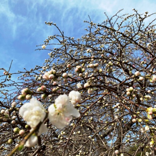 高野山桃山公園のゲンペイモモ