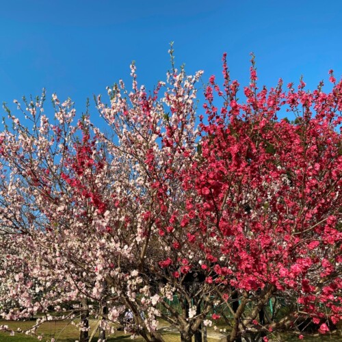 高野山桃山公園のゲンペイモモ