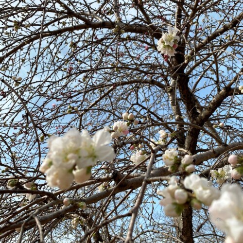 高野山桃山公園のゲンペイモモ