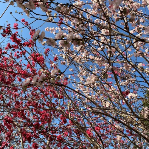高野山桃山公園のゲンペイモモ