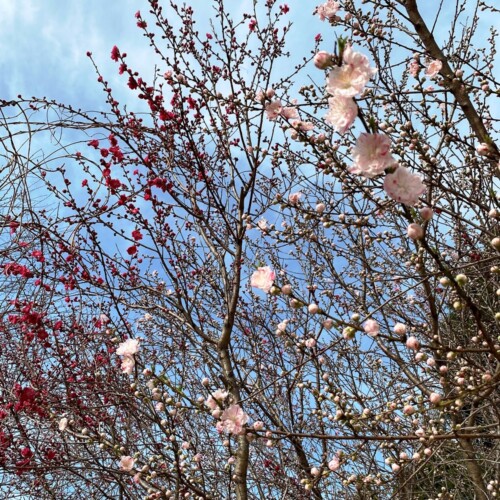 高野山桃山公園のゲンペイモモ