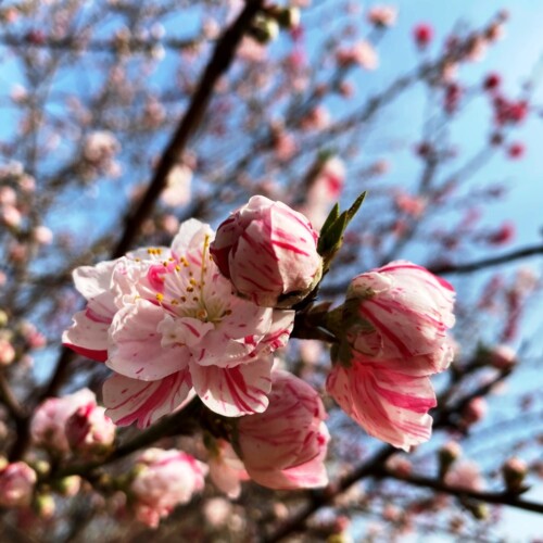 高野山桃山公園のゲンペイモモ