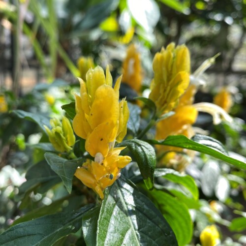 あけぼの山農業公園温室3月