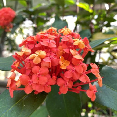 あけぼの山農業公園温室3月