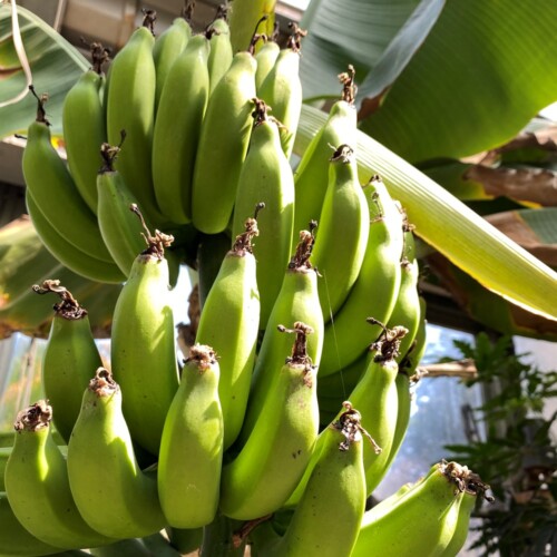 あけぼの山農業公園温室3月