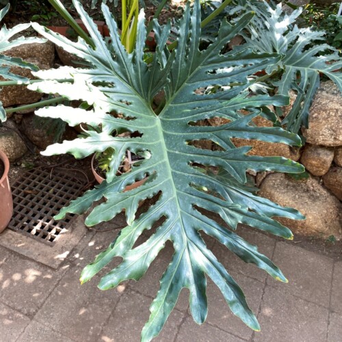 あけぼの山農業公園温室3月