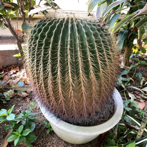 あけぼの山農業公園温室3月