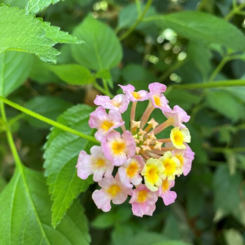 あけぼの山農業公園温室3月