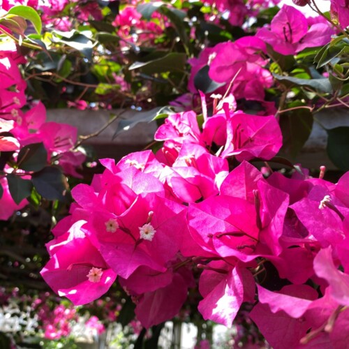 あけぼの山農業公園温室3月