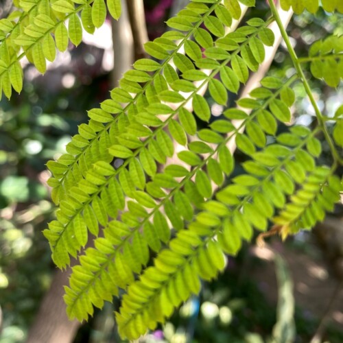 あけぼの山農業公園温室3月
