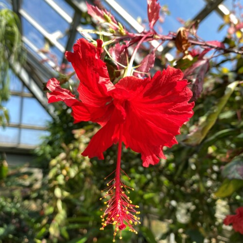 あけぼの山農業公園温室3月