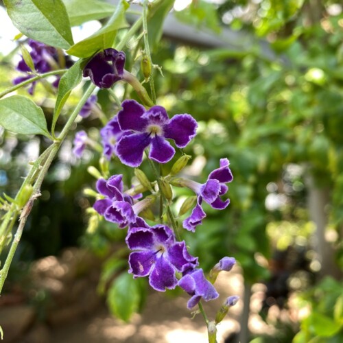 あけぼの山農業公園温室3月