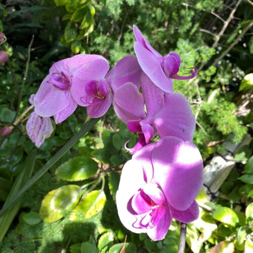 あけぼの山農業公園温室3月