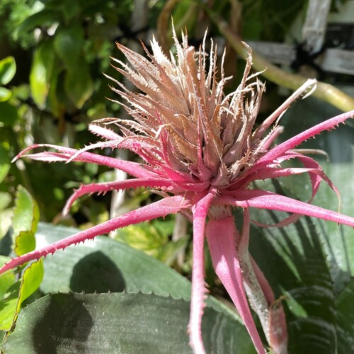 あけぼの山農業公園温室3月