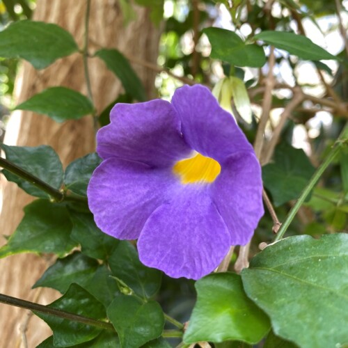 あけぼの山農業公園温室3月