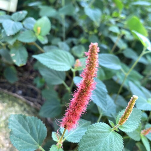 あけぼの山農業公園温室3月