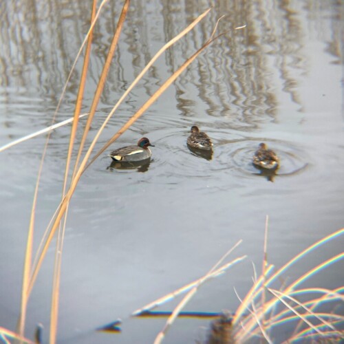 手賀沼ポタ2021/3/9