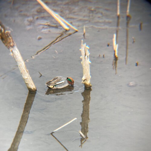 手賀沼ポタ2021/3/9