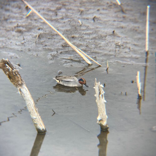 手賀沼ポタ2021/3/9