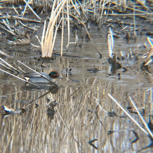 手賀沼ポタ2021/3/9