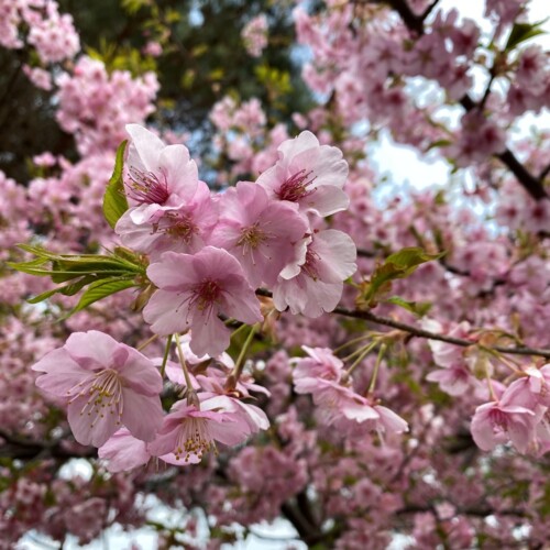 手賀沼ポタ2021/3/9