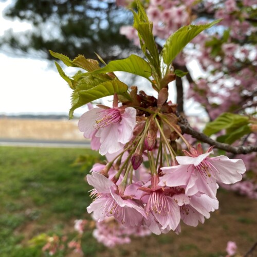 手賀沼ポタ2021/3/9