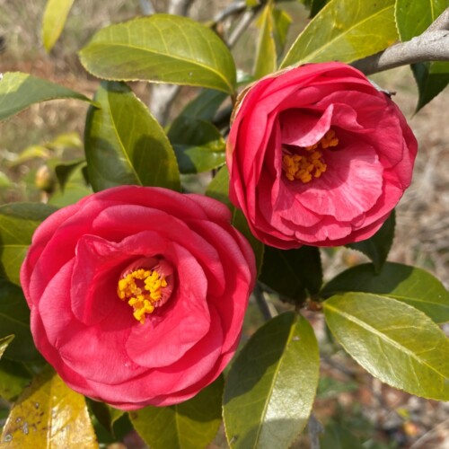 手賀沼ポタ2021/3/9