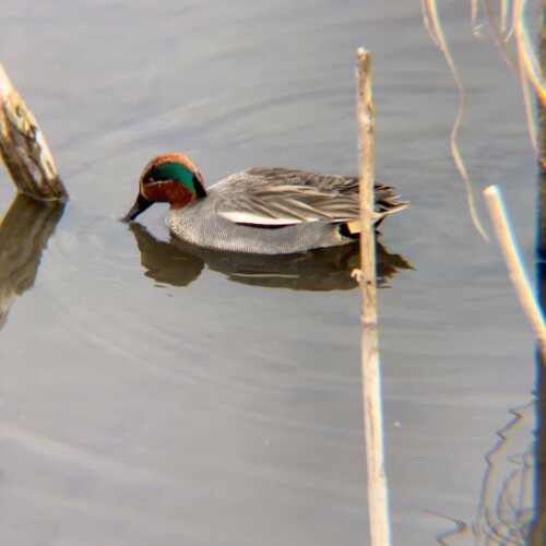 手賀沼ポタ2021/3/9