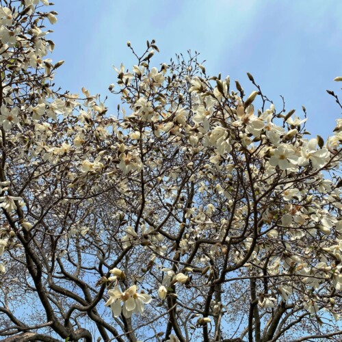 手賀沼ポタ2021/3/9