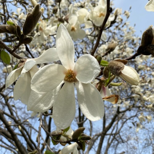 手賀沼ポタ2021/3/9