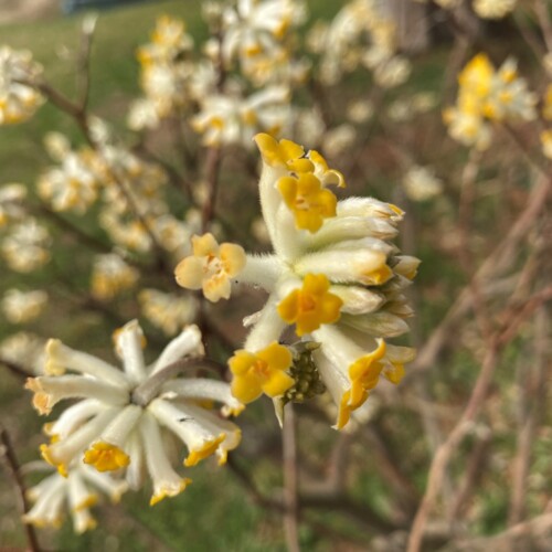 手賀沼ポタ2021/3/9