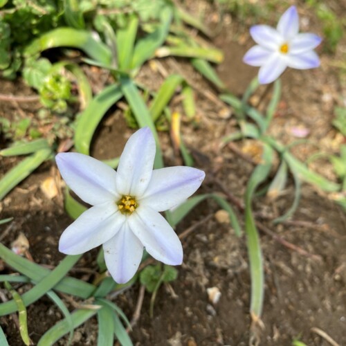 手賀沼ポタ2021/3/9