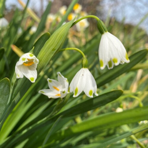 手賀沼ポタ2021/3/9