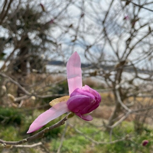 手賀沼ポタ2021/3/9