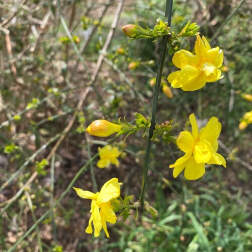 手賀沼ポタ2021/3/9