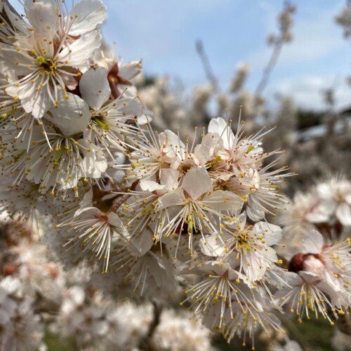 手賀沼ポタ2021/3/9