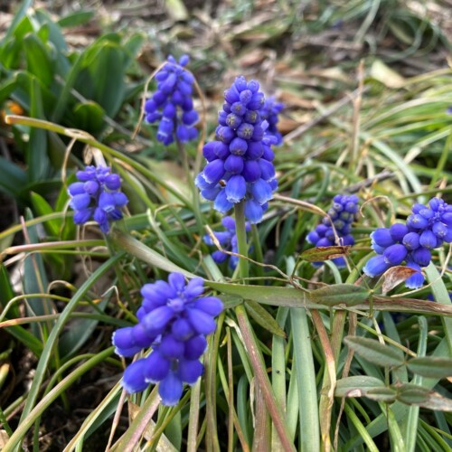 手賀沼ポタ2021/3/9