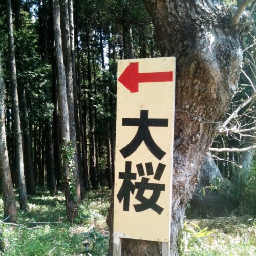 吉高の大桜