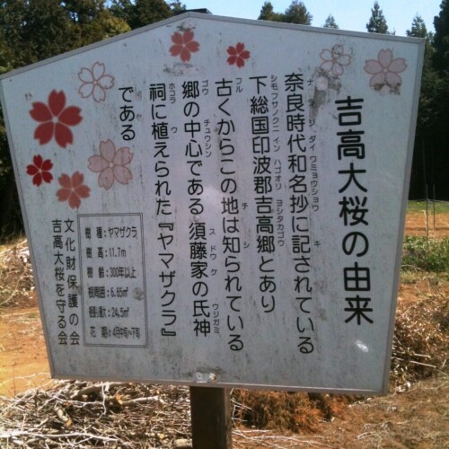 吉高の大桜