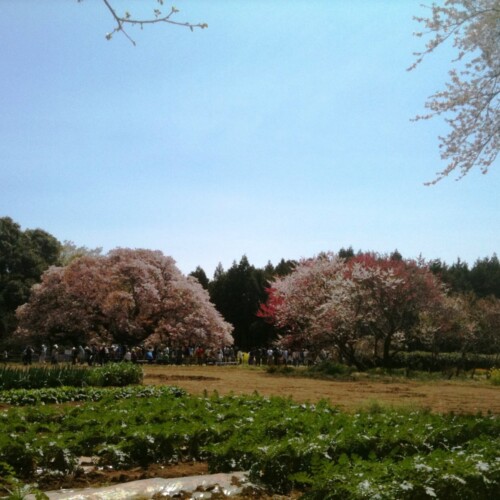 吉高の大桜