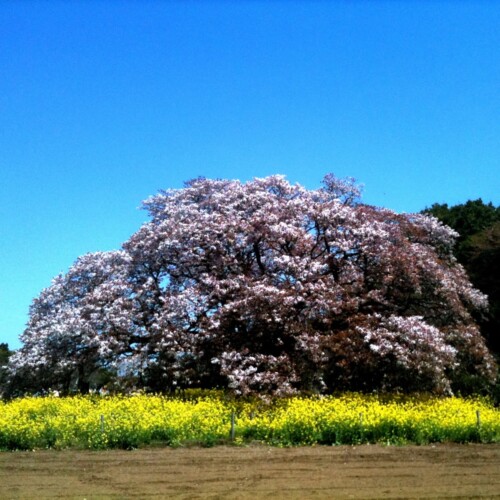 吉高の大桜
