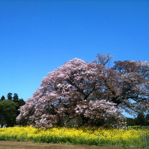 吉高の大桜