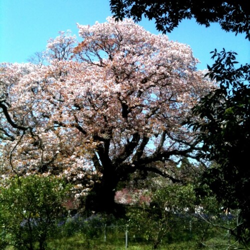 吉高の大桜