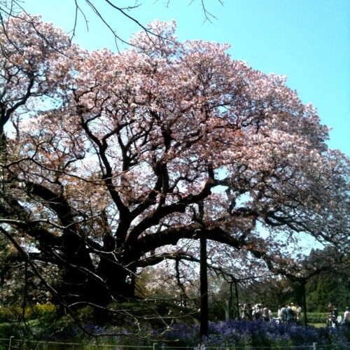 吉高の大桜