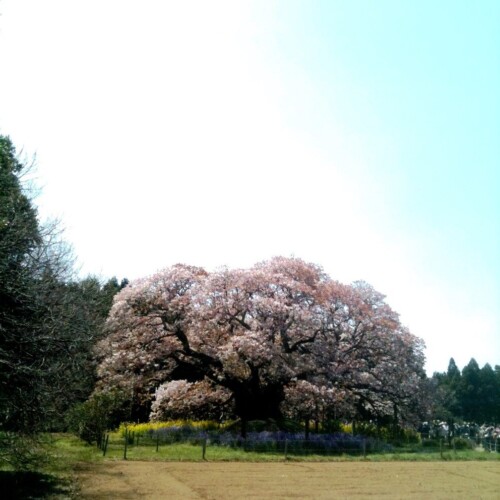 吉高の大桜