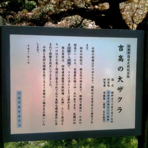 吉高の大桜