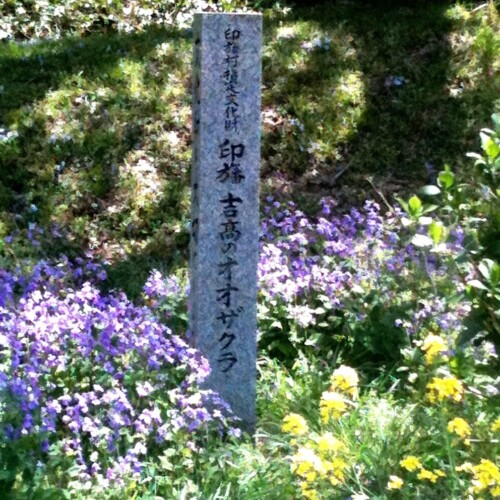 吉高の大桜